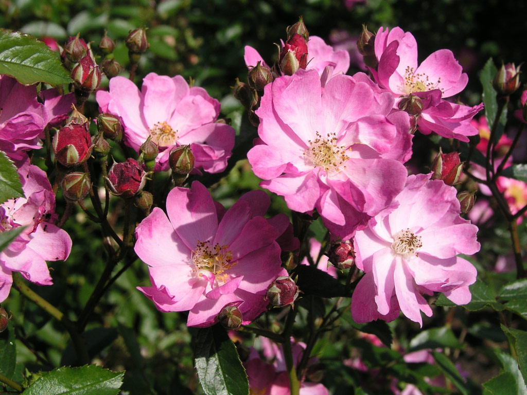 růže Red Yesterday