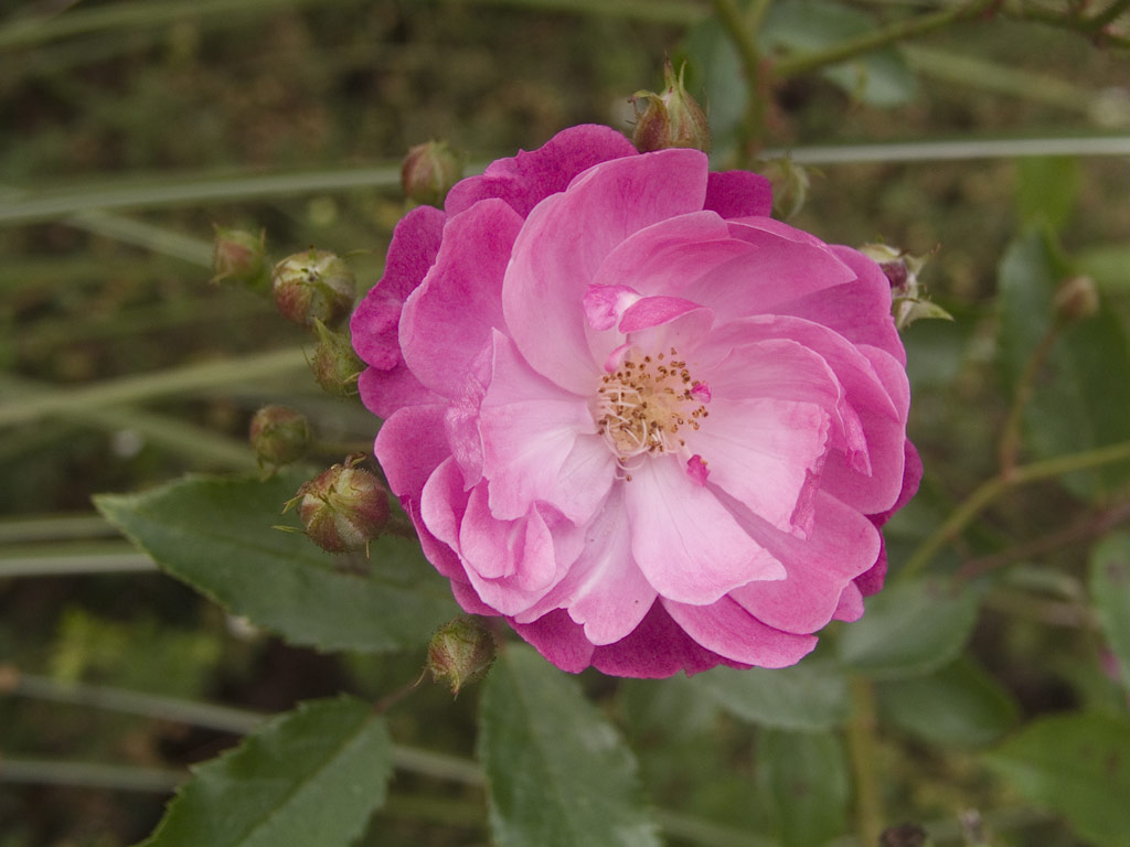 růže Red Yesterday