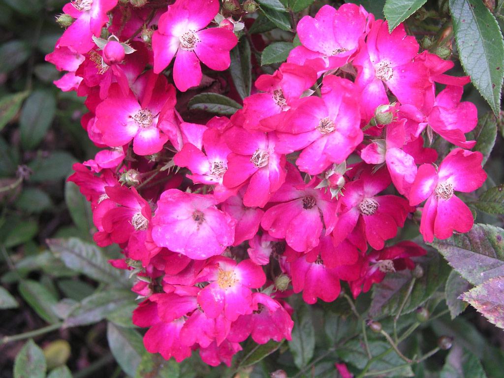 růže Red Yesterday