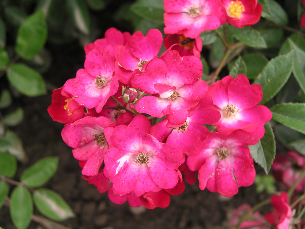 růže Red Yesterday