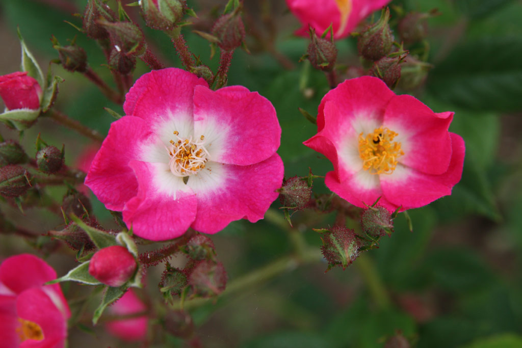 růže Red Yesterday