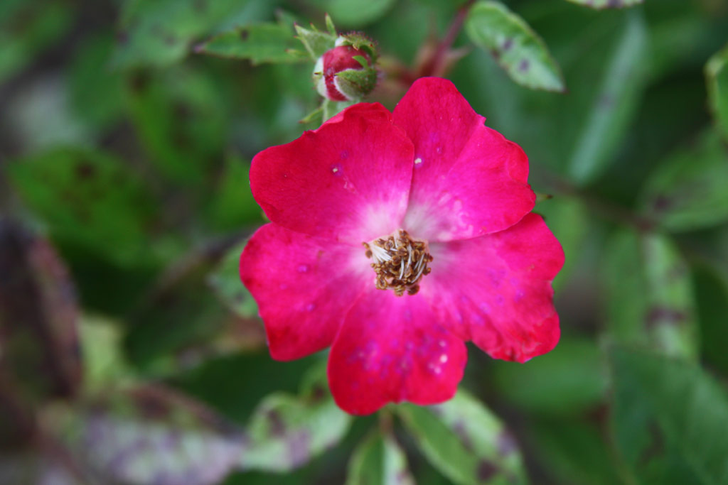 růže Red Yesterday