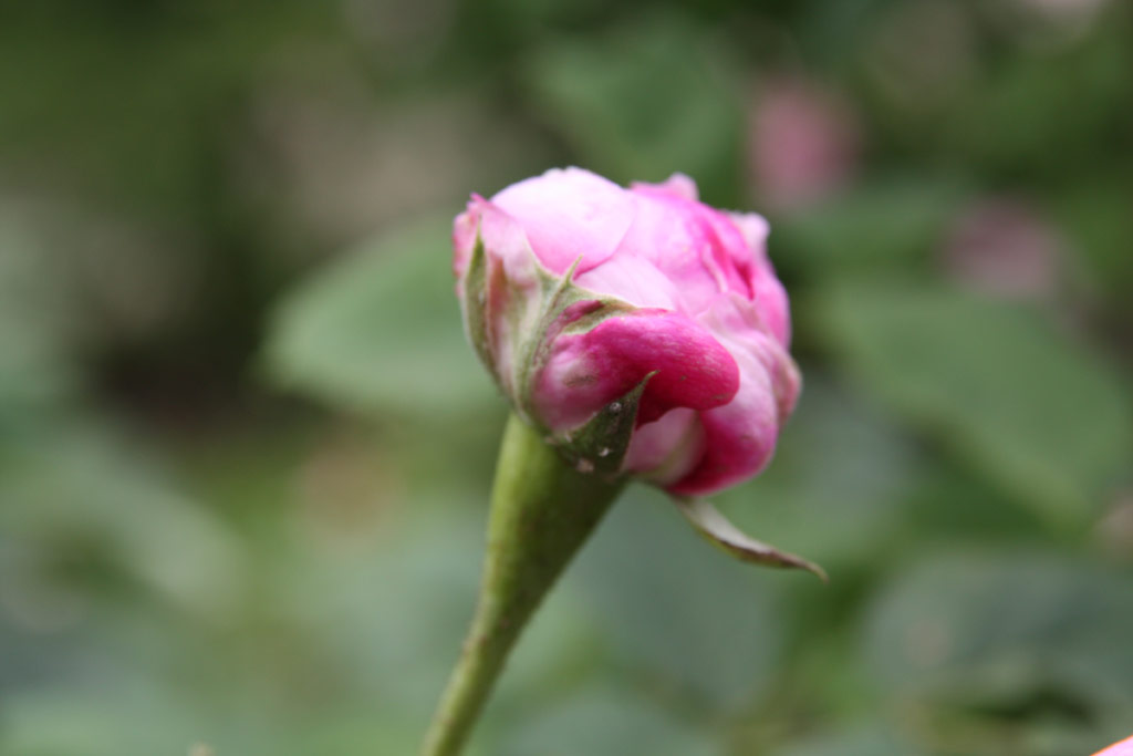 růže Reine des Violettes