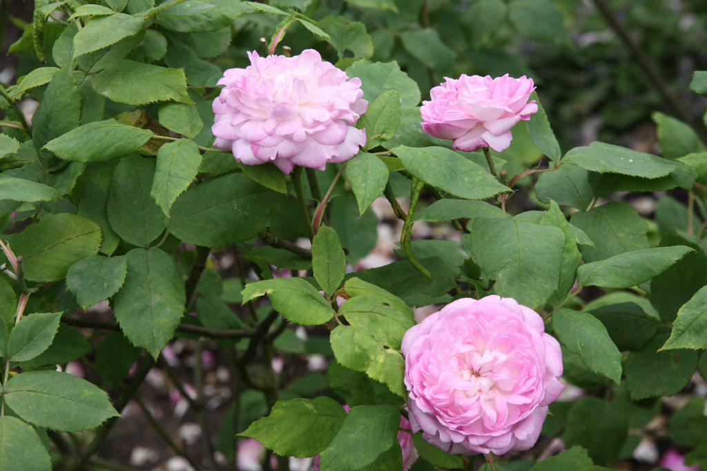 růže Reine des Violettes