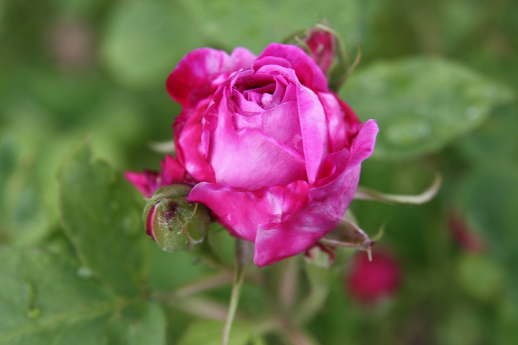 růže Reine des Violettes