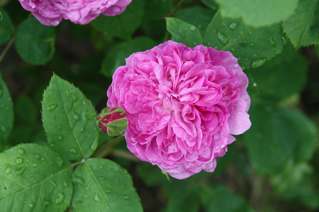 růže Reine des Violettes