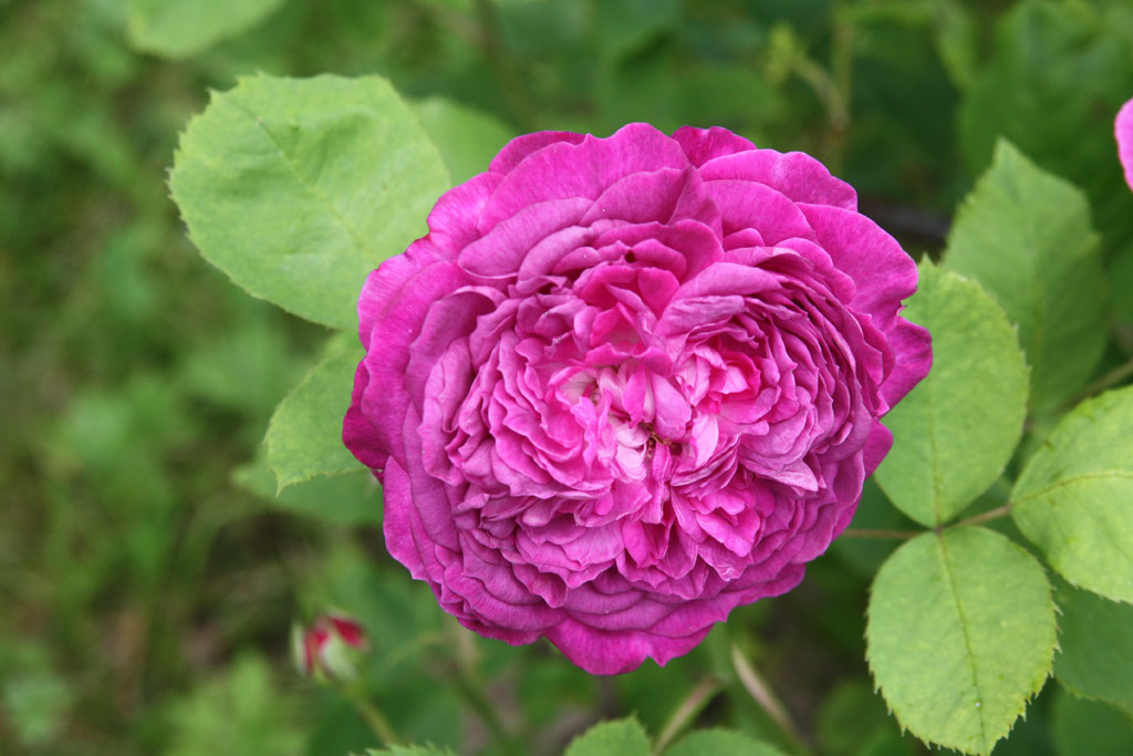 růže Reine des Violettes