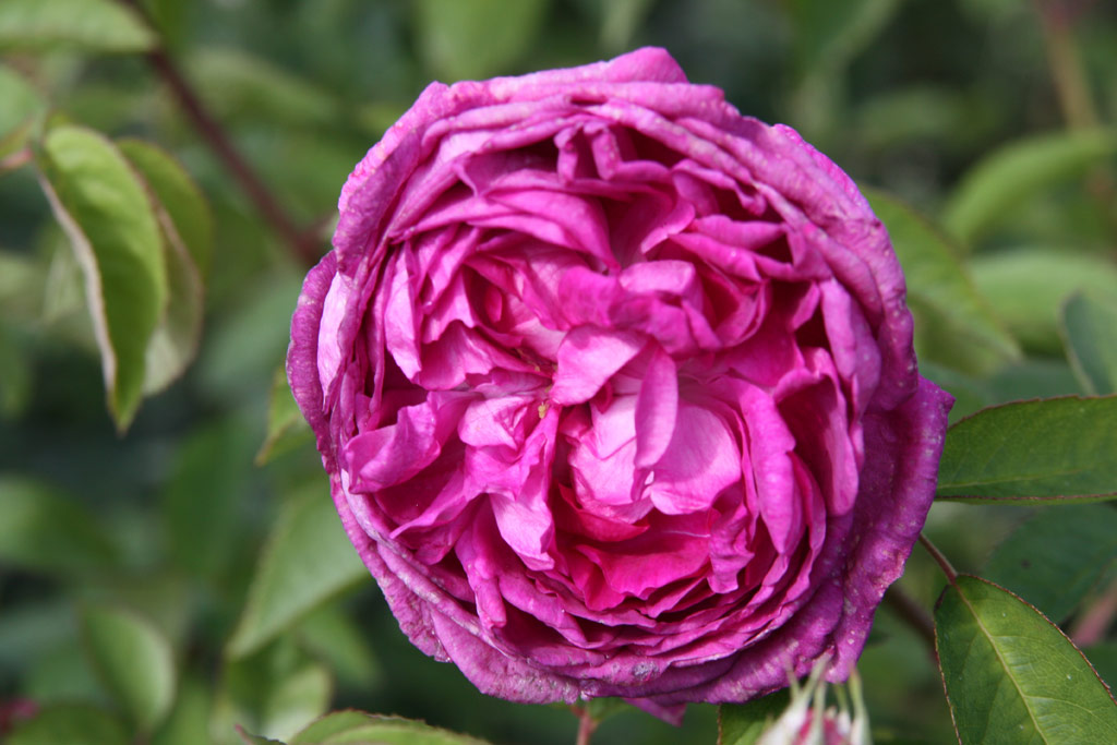 růže Reine des Violettes