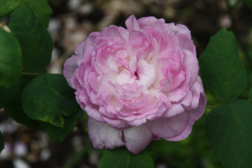 růže Reine des Violettes