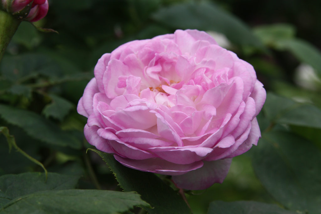 růže Reine des Violettes