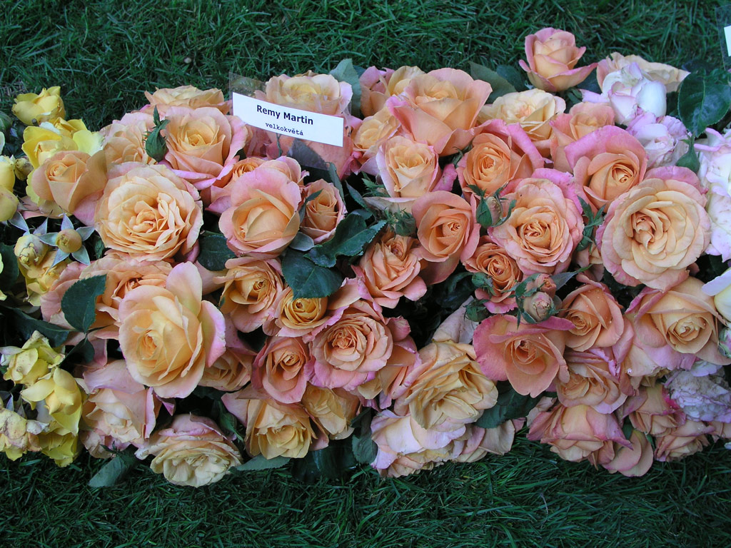 růže Remy Martin