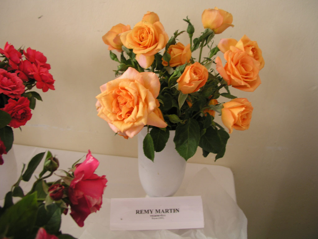 růže Remy Martin