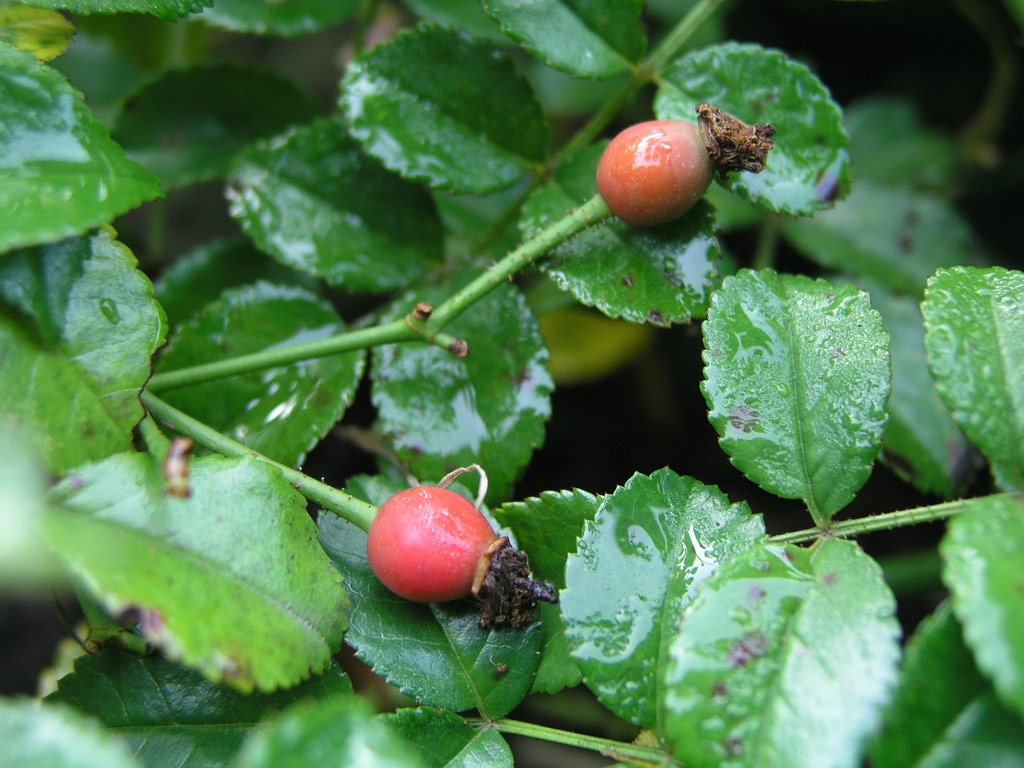 růže Repandia (Dendrologie)