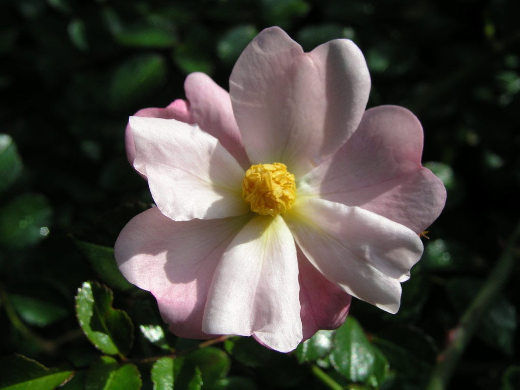 růže Repandia (Dendrologie)