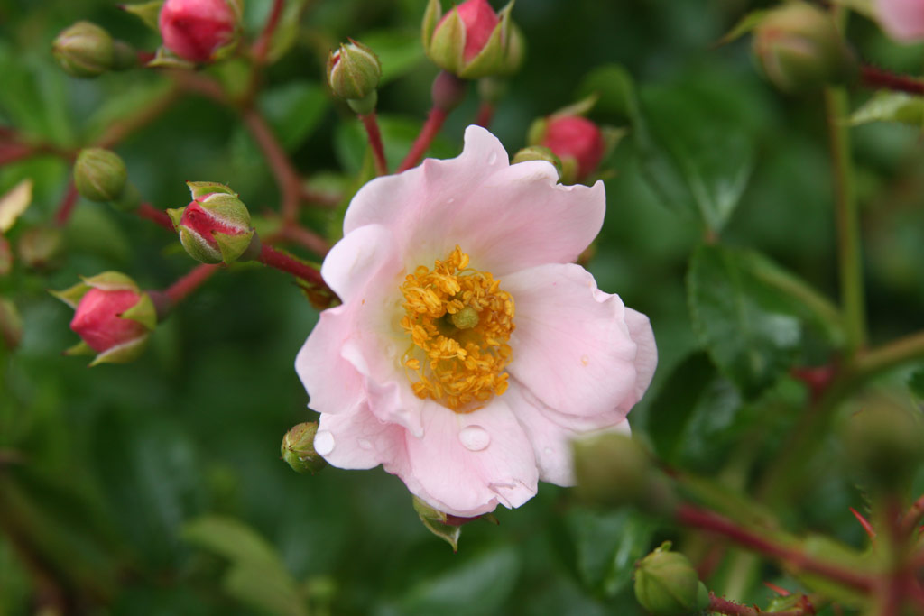 růže Repandia (Dendrologie)