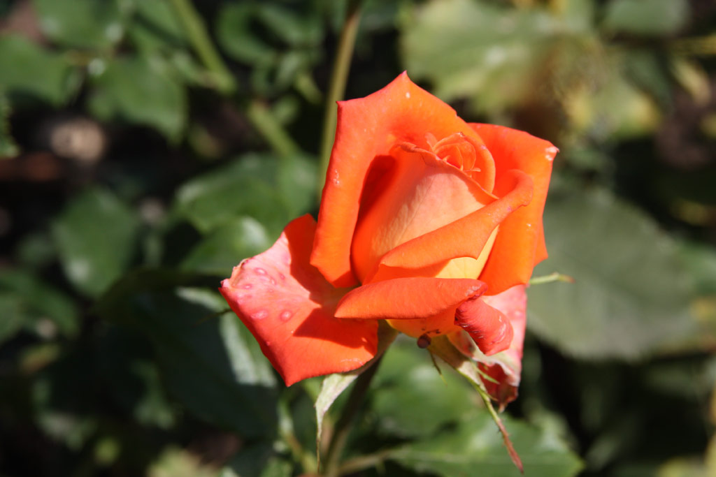 růže Responso (Sangerhausen)