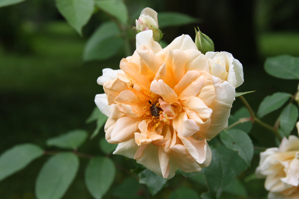 růže Reve dOr (Linz)