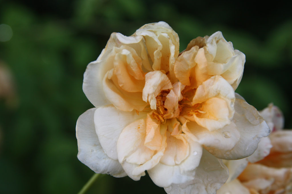 růže Reve dOr (Linz)