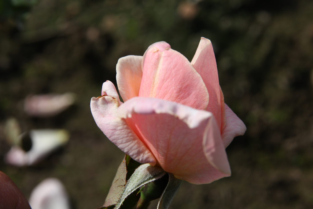 růže Reverie (Ketten)