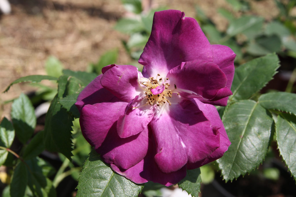 růže Rhapsody in Blue