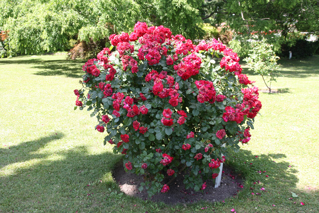 růže Rheinaupark