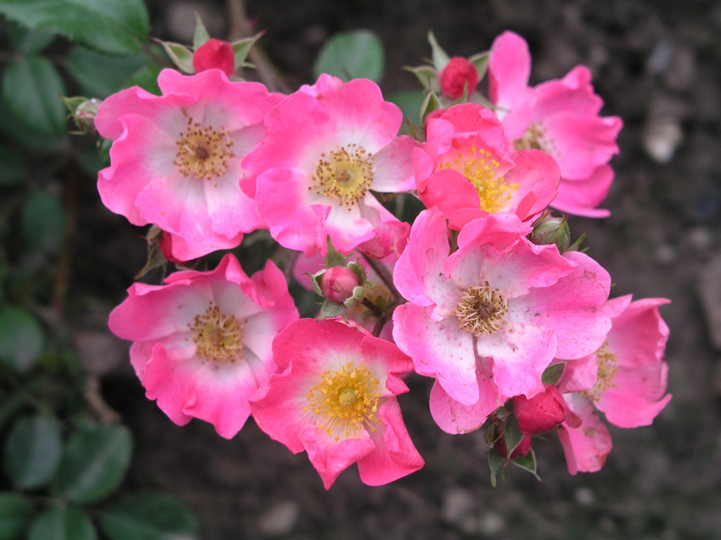 růže Richard Strauss