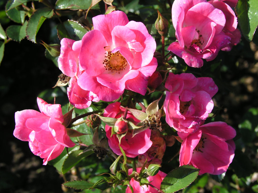 růže Richard Strauss