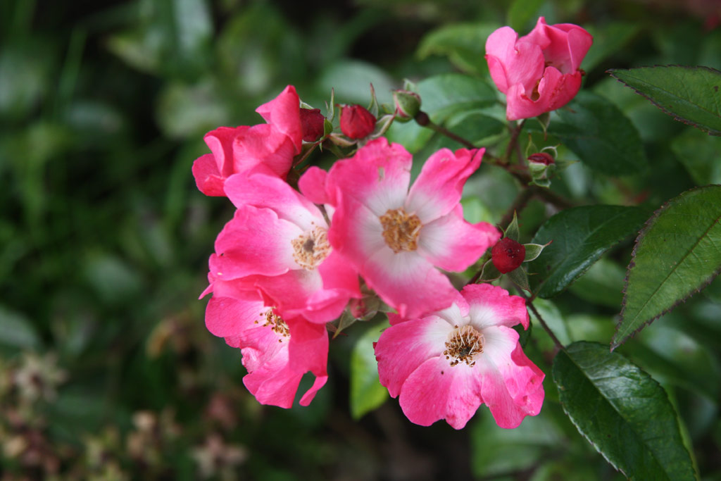 růže Richard Strauss