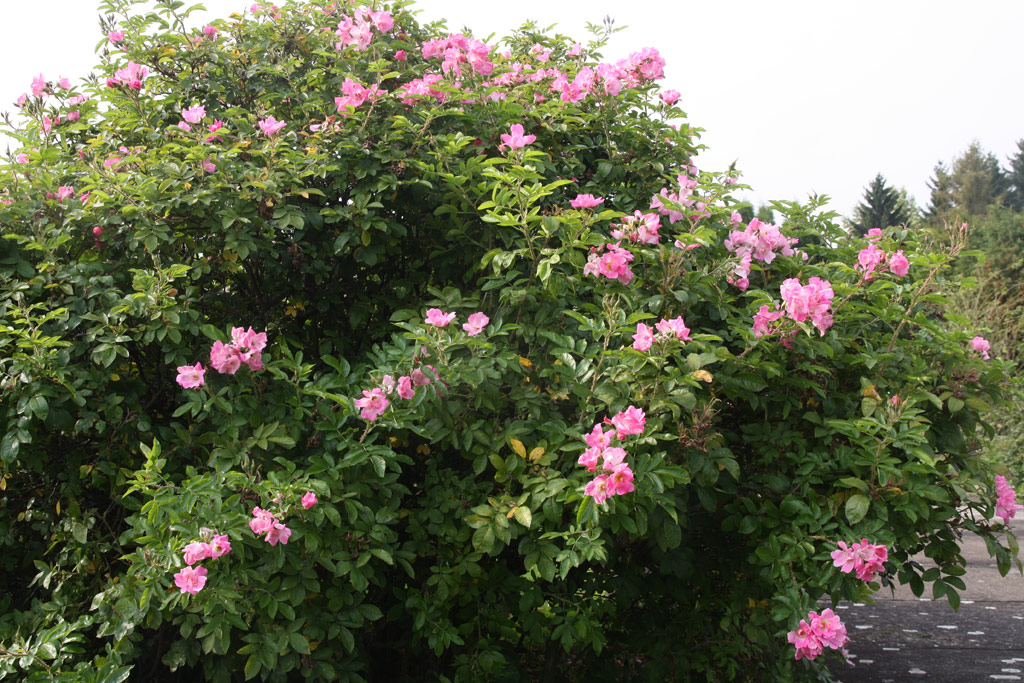 růže Ritausma (I.)