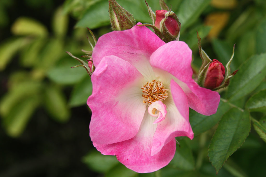 růže Ritausma (I.)