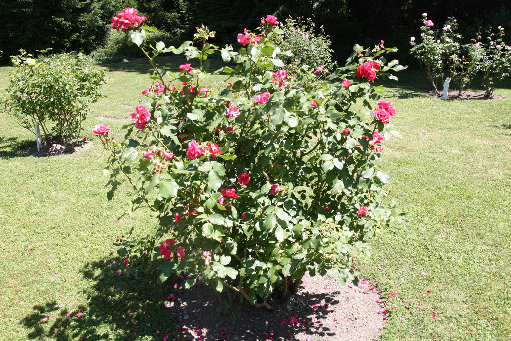 růže Ritter von Barmstede