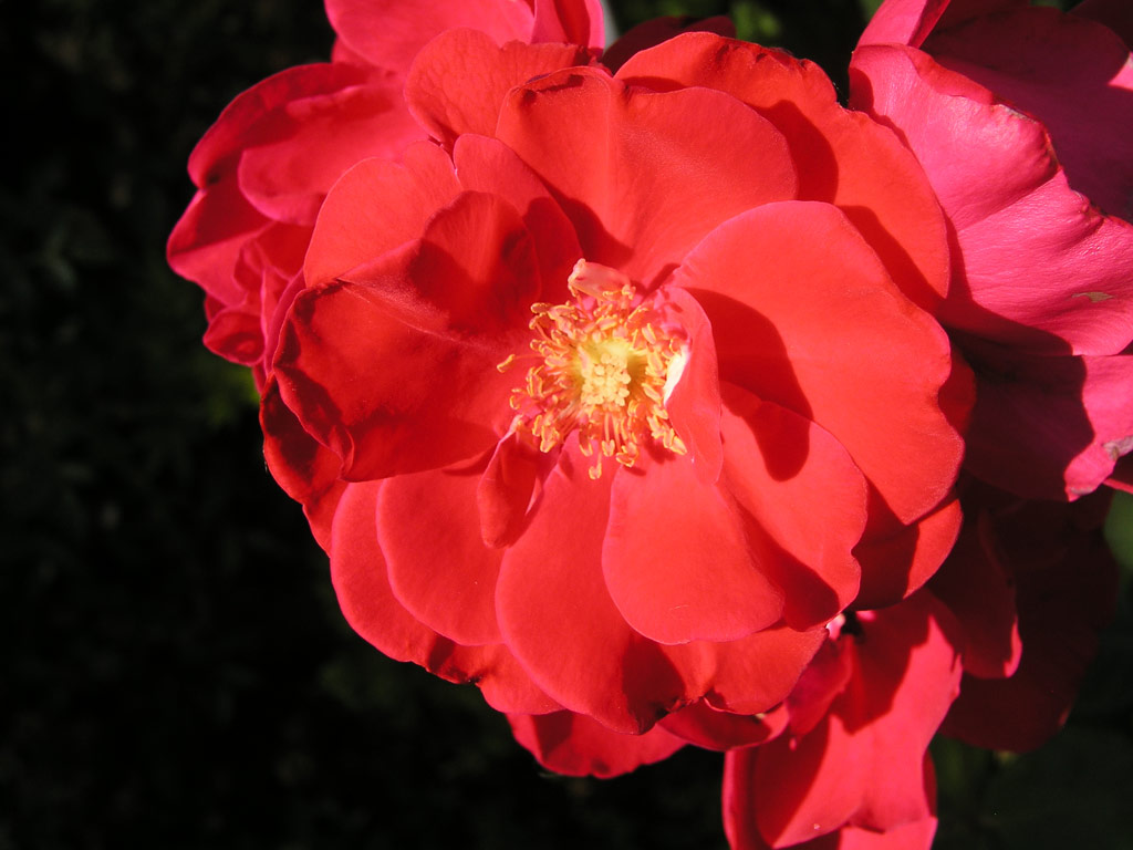 růže Roaul Wallenberg