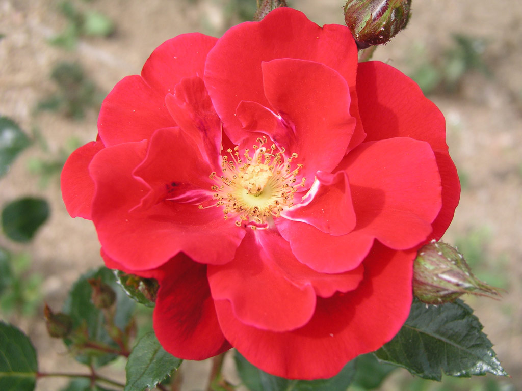 růže Roaul Wallenberg