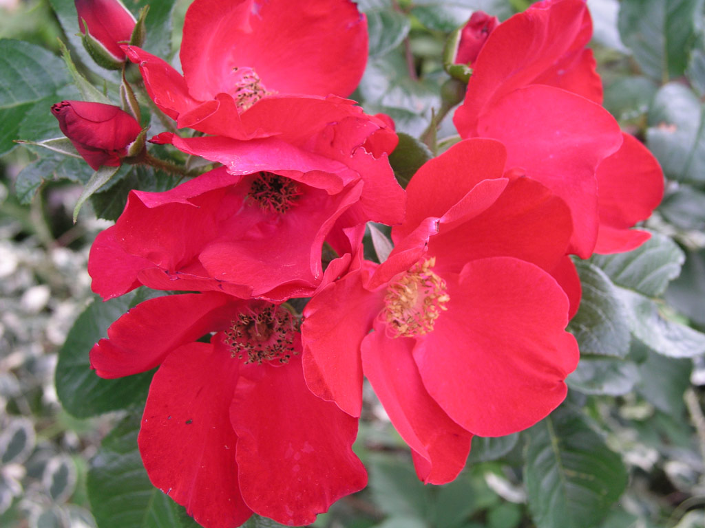 růže Robusta