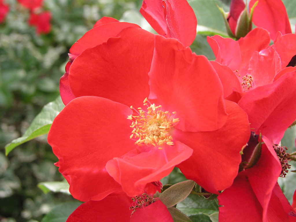 růže Robusta