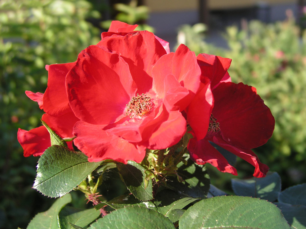 růže Robusta