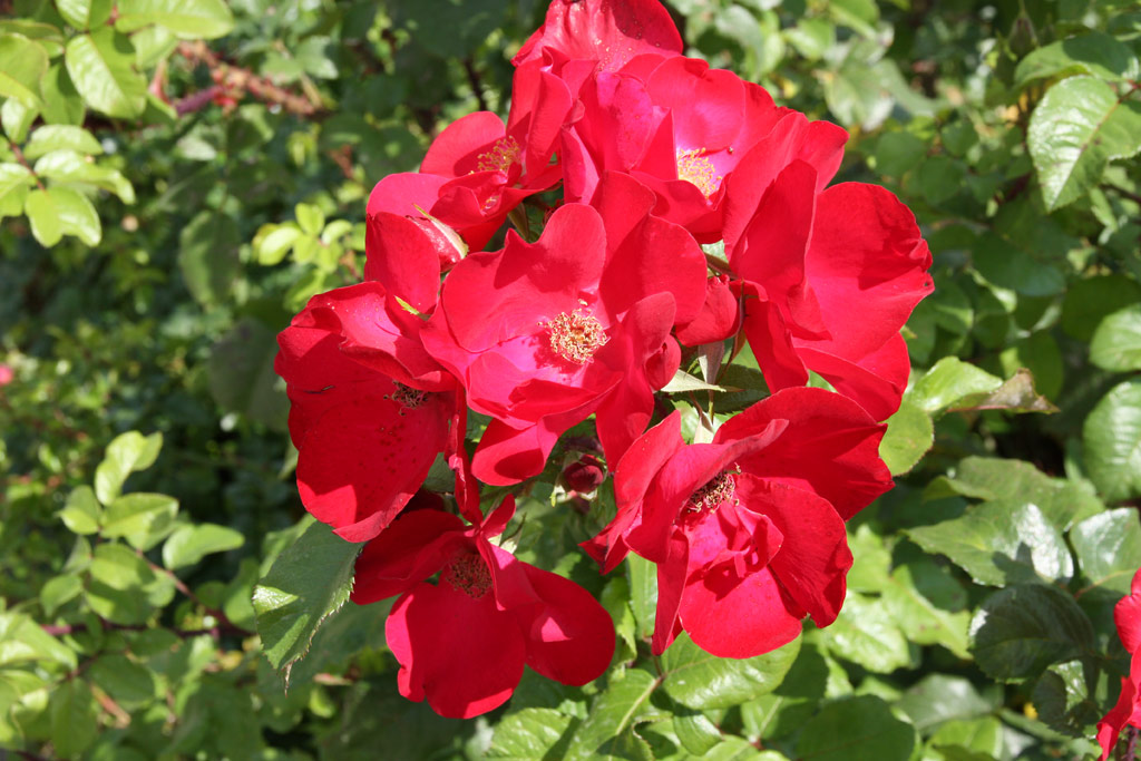 růže Robusta