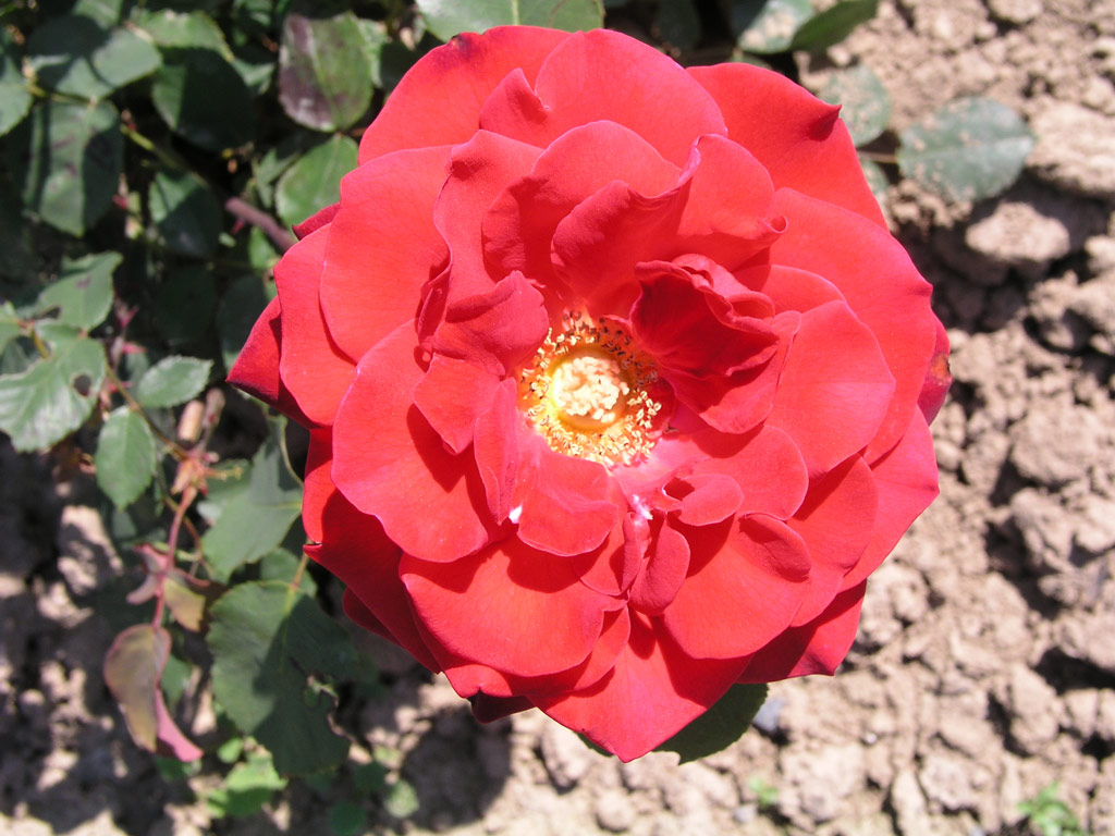 růže Roelof Buisman