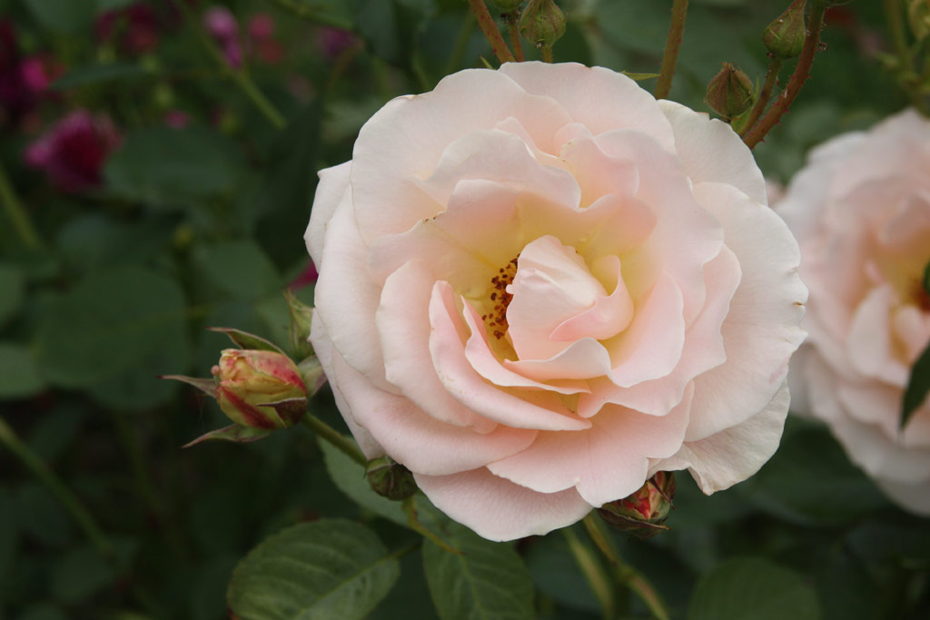 růže Rokoko (Tantau)