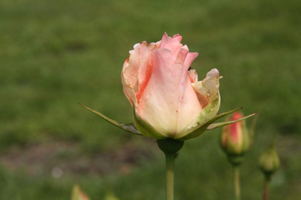 růže Rokoko (Tantau)