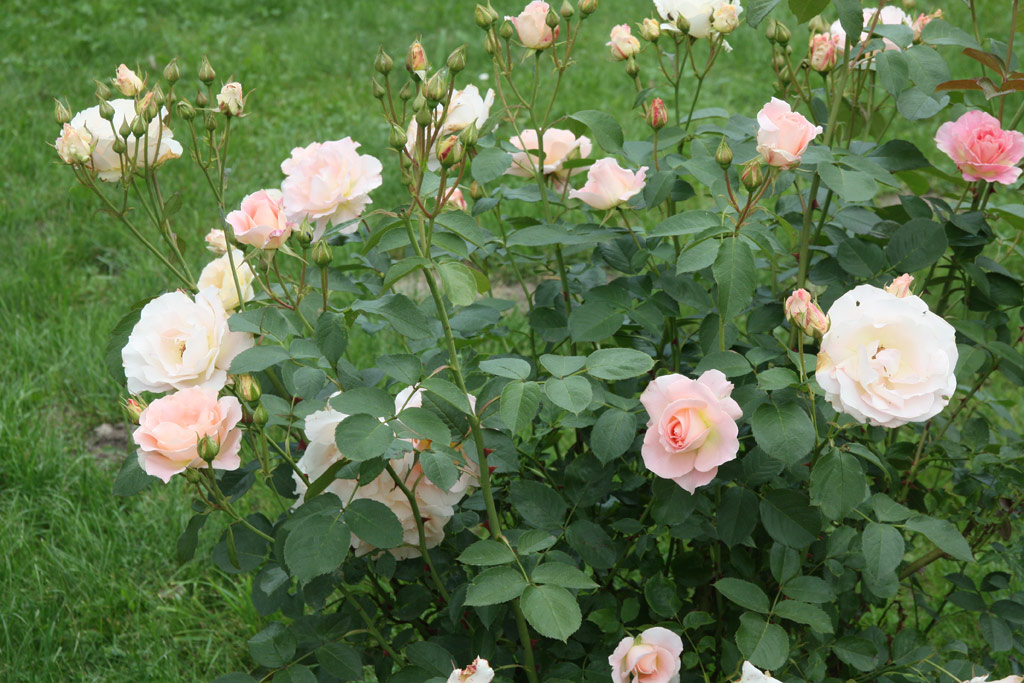 růže Rokoko (Tantau)