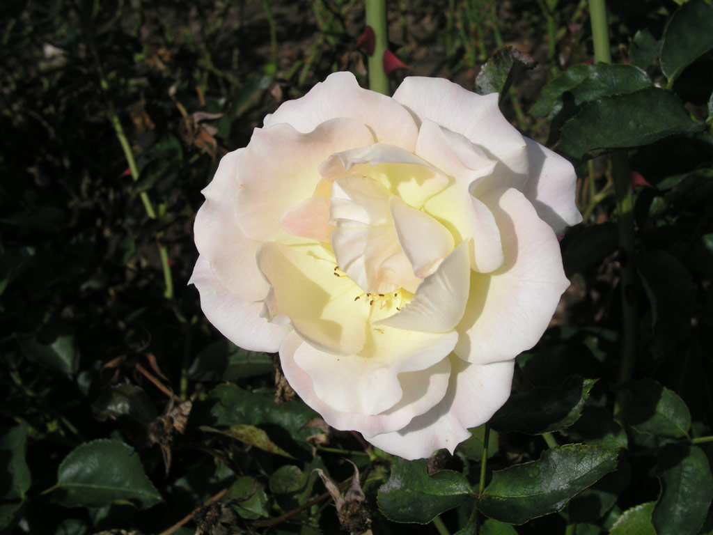 růže Rokoko (Tantau)