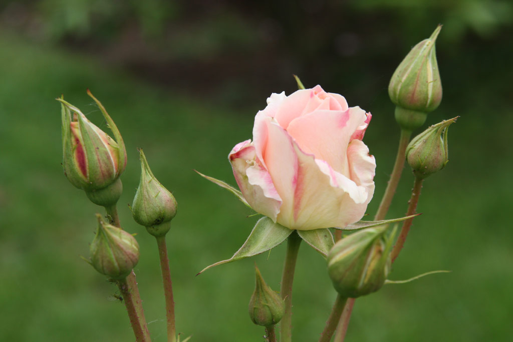 růže Rokoko (Tantau)