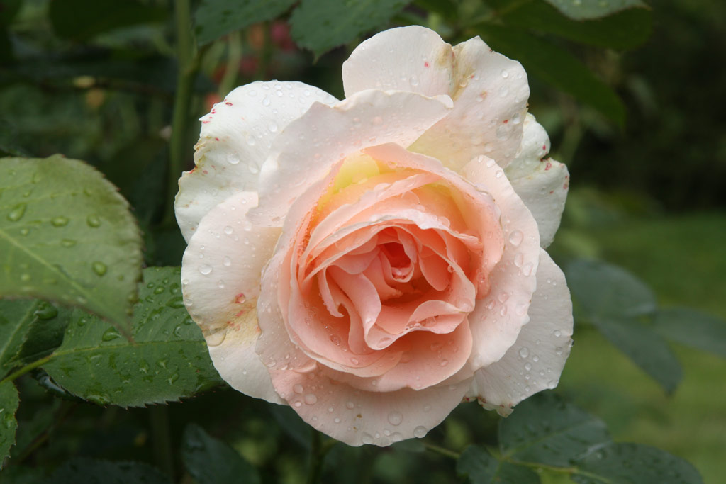 růže Rokoko (Tantau)