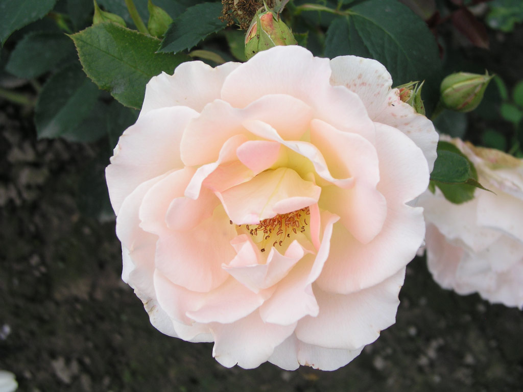 růže Rokoko (Tantau)