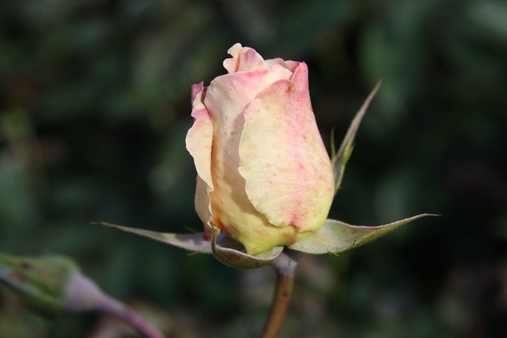 růže Rokoko (Tantau)