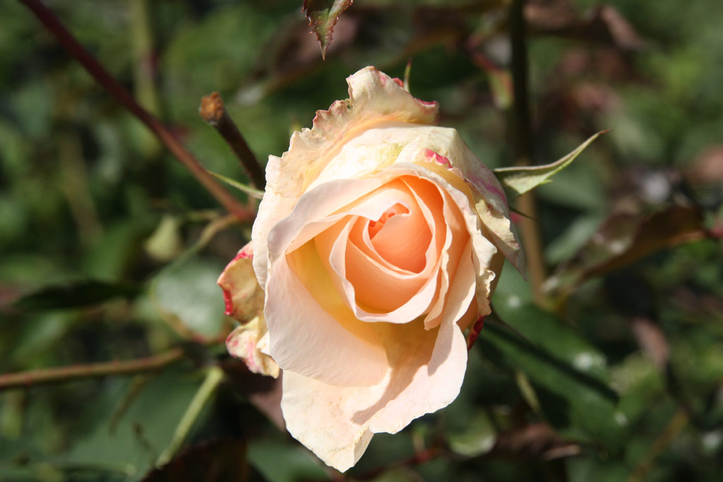 růže Rokoko (Tantau)