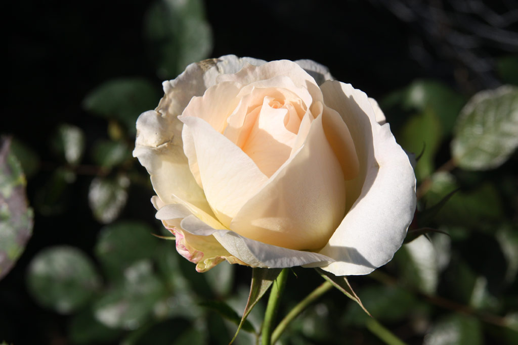 růže Rokoko (Tantau)