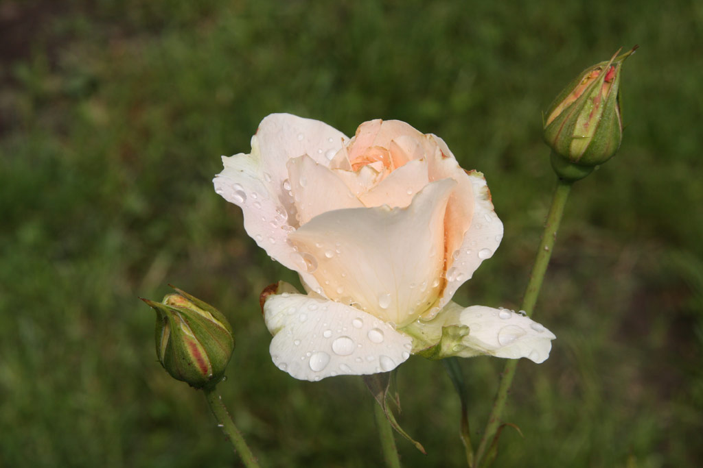 růže Rokoko (Tantau)