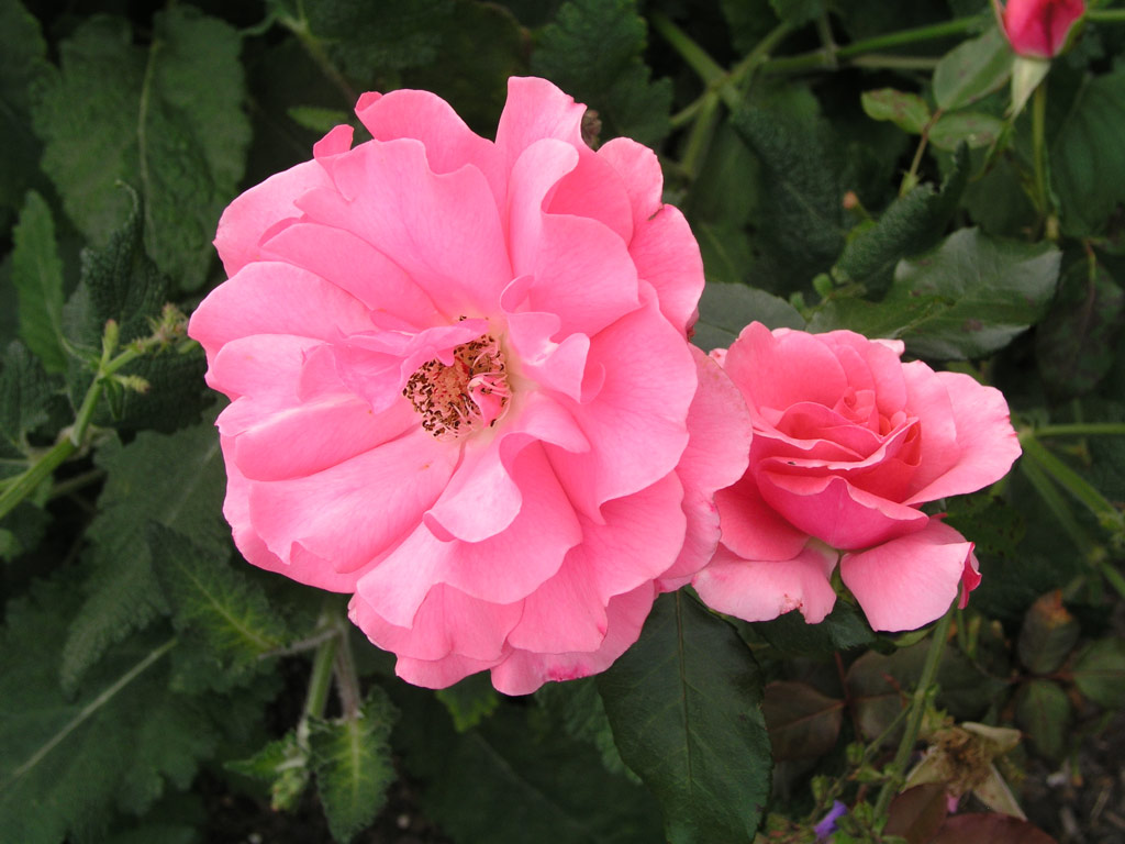 růže Romanze (Tantau)